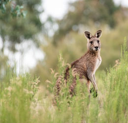 best-of-australia-tour