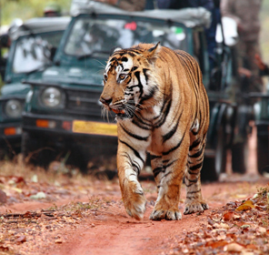 Rajasthan Golden Triangle